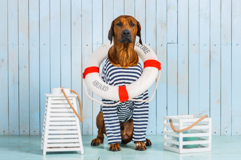 A shy Rhodesian Ridgeback dog-sailor with a lifebuoy around its neck