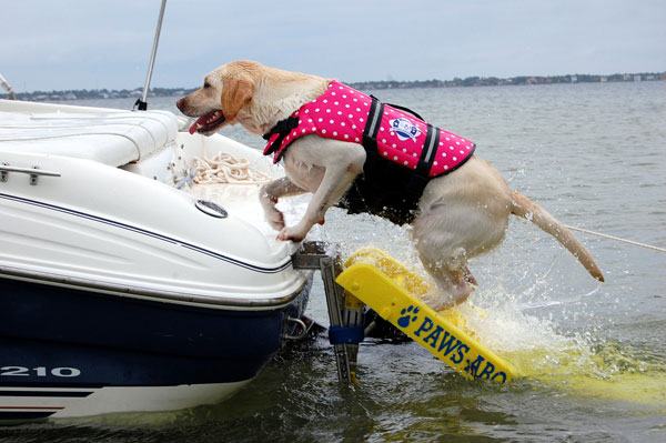 perro wakeboard