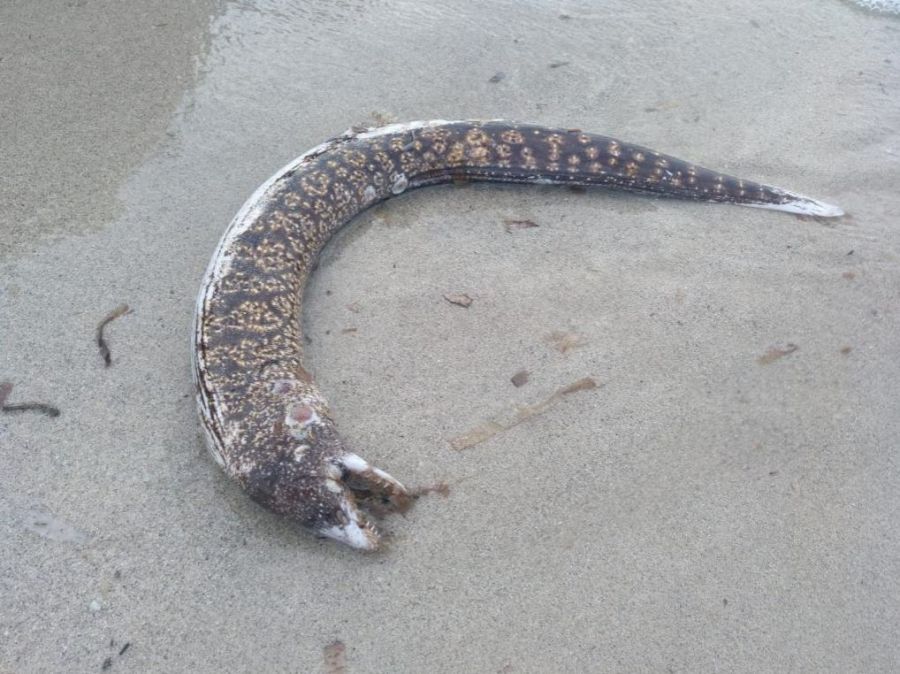 La muerte masiva de morenas fue provocada por una encefalitis