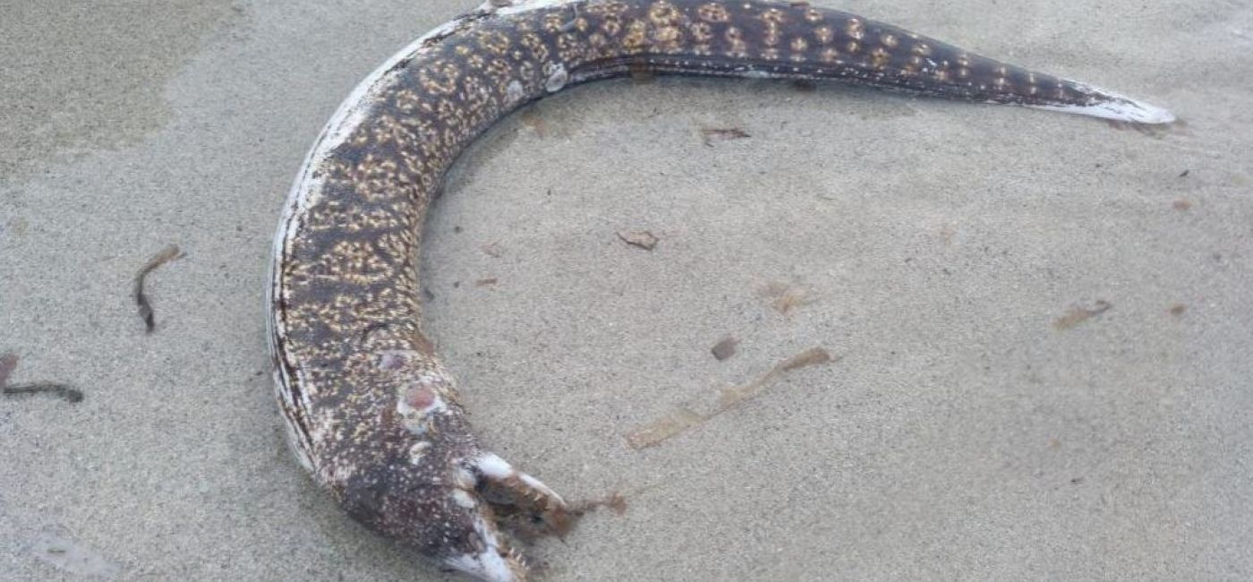 La muerte masiva de morenas fue provocada por una encefalitis