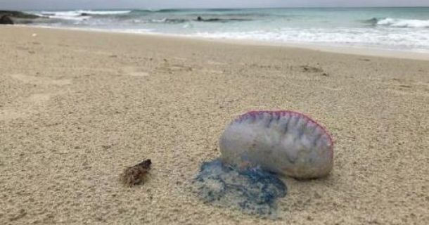 Formentera retira un centenar de carabelas portuguesas de sus playas