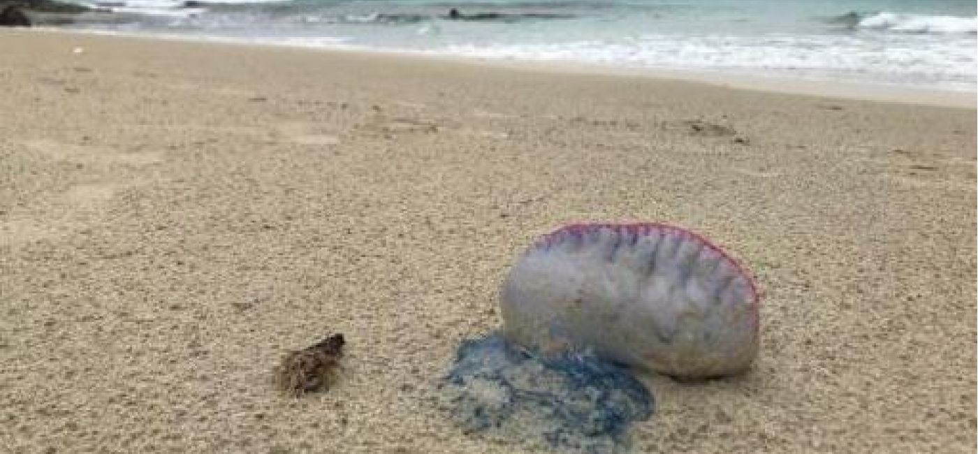 Formentera retira un centenar de carabelas portuguesas de sus playas